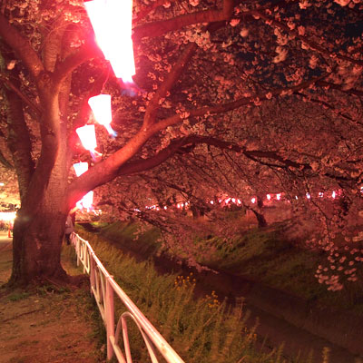 足利のお花見スポット あしかがのこと