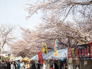 千歳さくら祭り