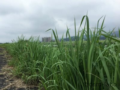 マダニは先の細い葉の先端で動物が通るのを待っています