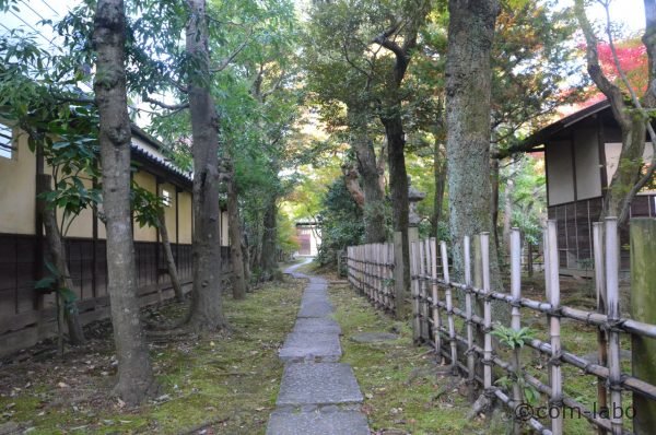 北側から続く道に木漏れ日が注ぐ